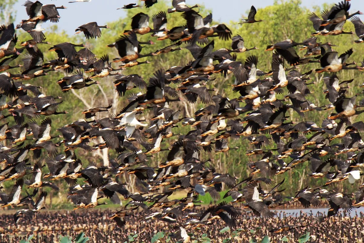 Environmental programs near Kakadu National Park